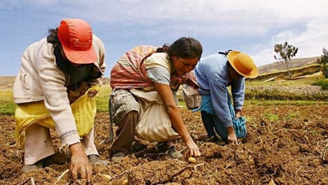 Nueva Ley Agraria: Sueldo mínimo será de S/58 diarios