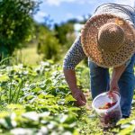 agricultura