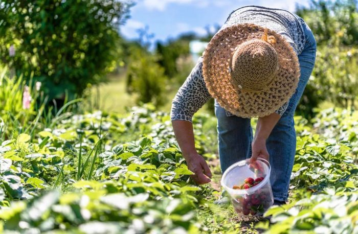 agricultura