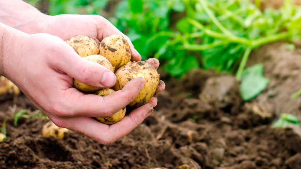 Ley de Promoción Agraria: Congreso decidió que derogación primero sea discutida en las comisiones Agraria y de Economía
