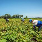 agricultura en Perú