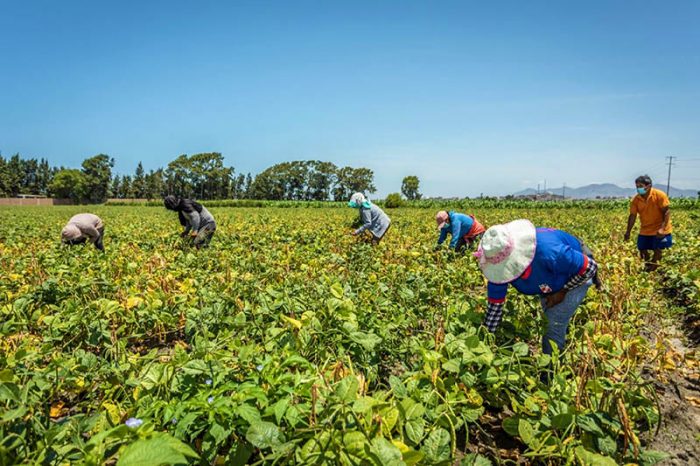 agricultura en Perú