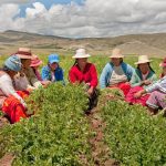 mujeres en agricultura