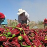 Ley de Promoción de la Extensión Agropecuaria