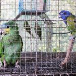 tráfico ilegal de flora y fauna silvestre
