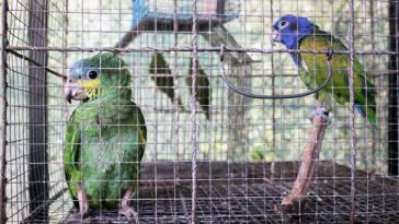 tráfico ilegal de flora y fauna silvestre