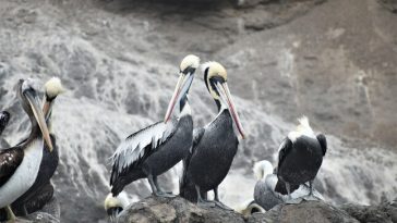 aves marinas