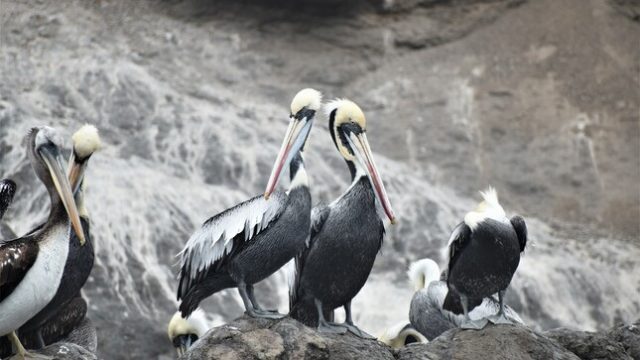aves marinas